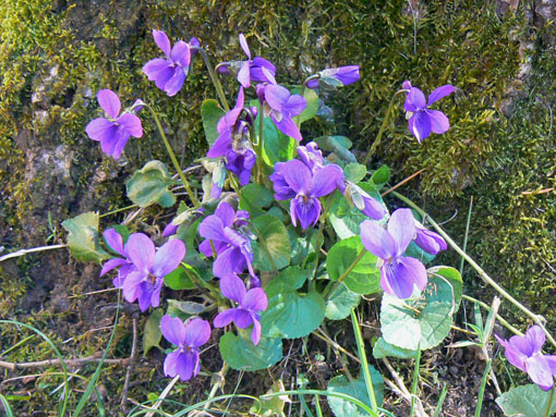 violettes.jpg